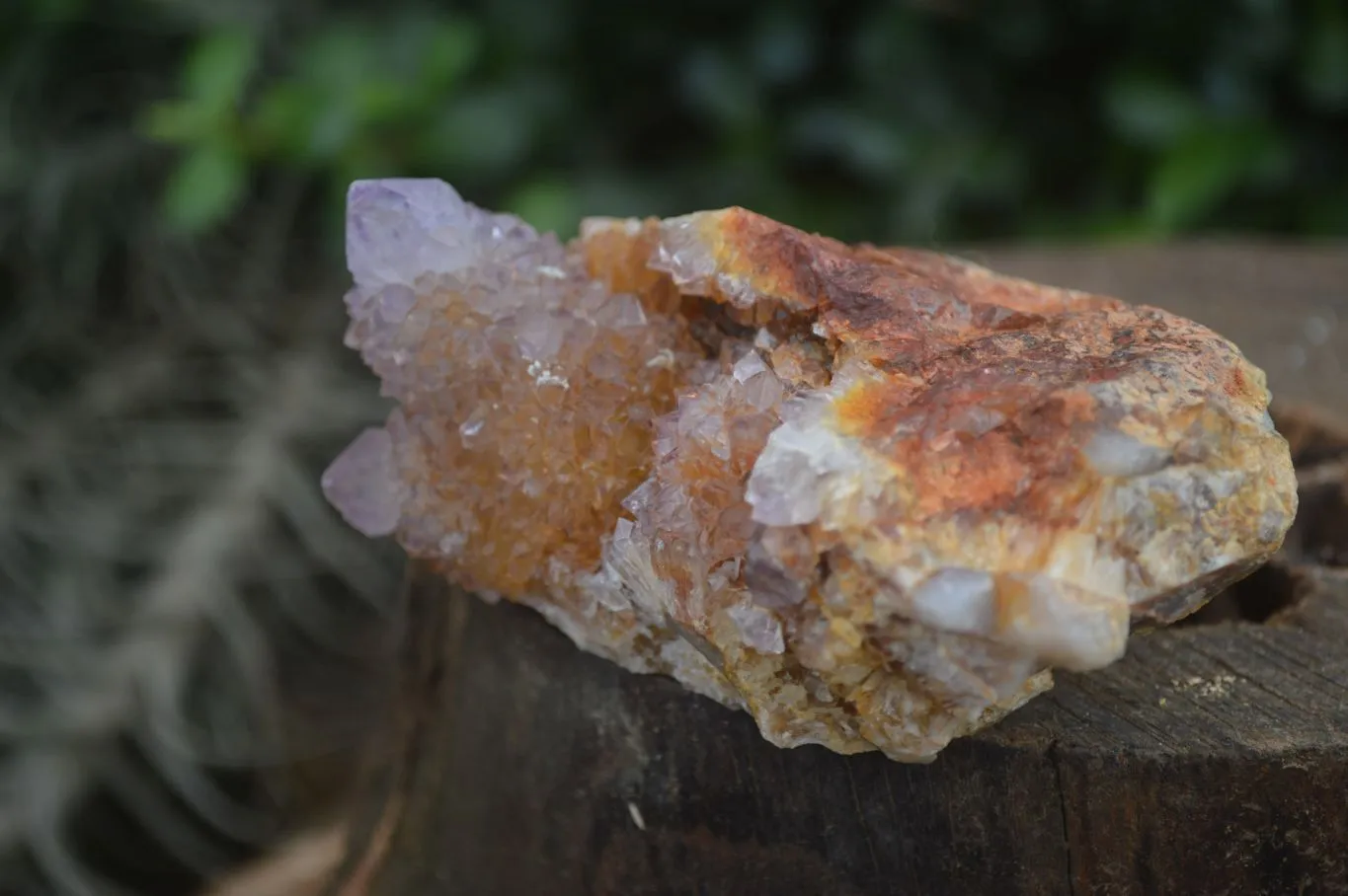 Natural Rare Spirit Ametrine Quartz Specimens x 6 From Boekenhouthoek, South Africa